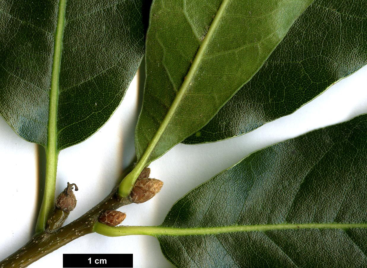 High resolution image: Family: Fagaceae - Genus: Quercus - Taxon: ×rudkinii (Q.marilandica × Q.phellos)